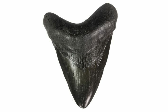 Bargain, 3.64" Fossil Megalodon Tooth - South Carolina